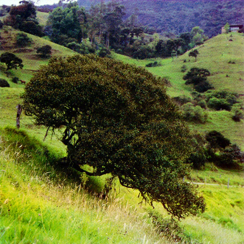 Salvio amargo
(Eupatorium amplum) 