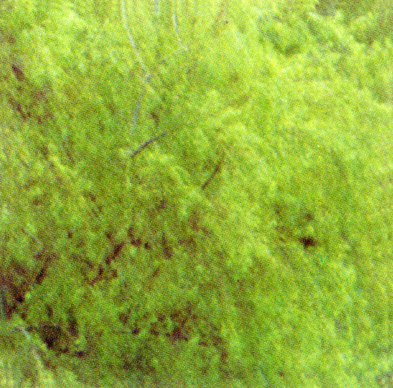 Sauce
(Salix humboldtiana) 