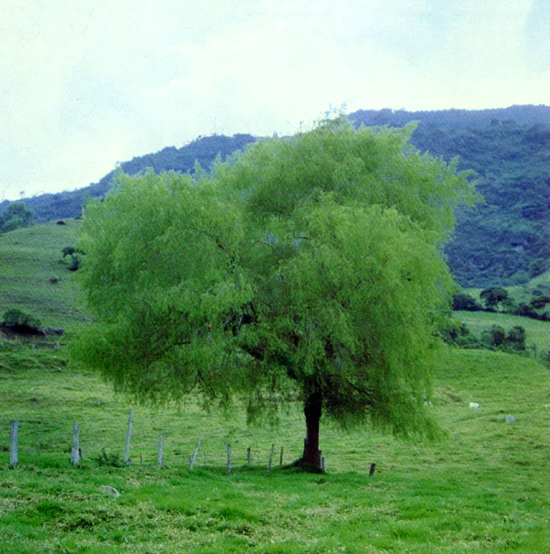 Sauce
(Salix humboldtiana) 