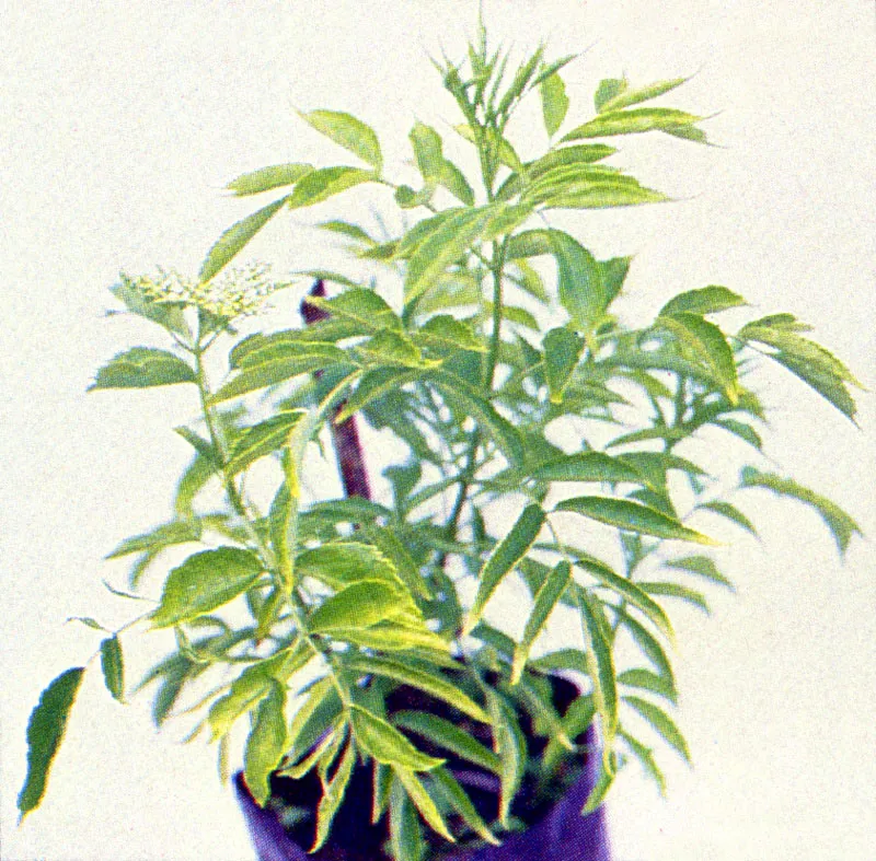 Sauco
(Sambucus peruviana) 