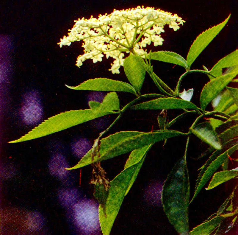 Sauco
(Sambucus peruviana) 