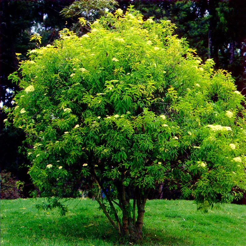 Sauco
(Sambucus peruviana) 