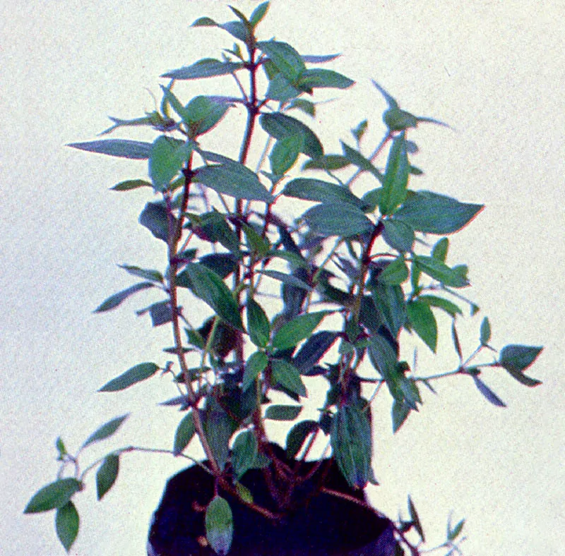 Sietecueros
(Tibouchina lepidota) 