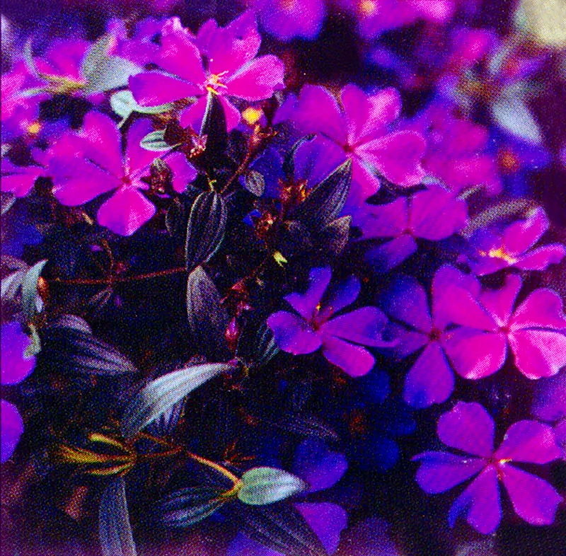 Sietecueros
(Tibouchina lepidota) 