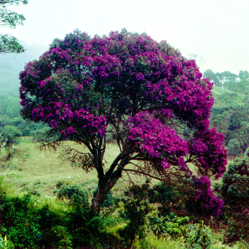 Sietecueros
(Tibouchina lepidota) 