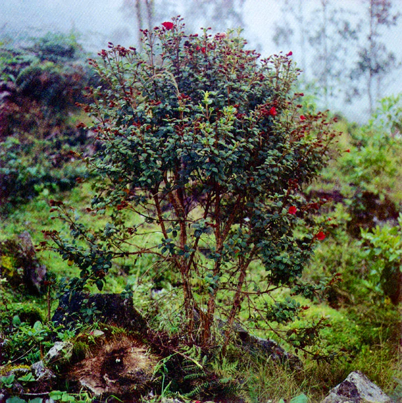 Sietecueros rojo
(Tibouchina grossa) 