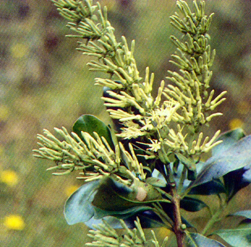 Tagua
(Gaiadendron tagua) 