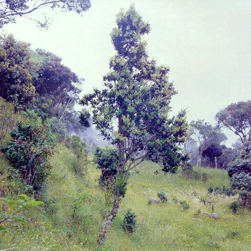 Tagua
(Gaiadendron tagua) 