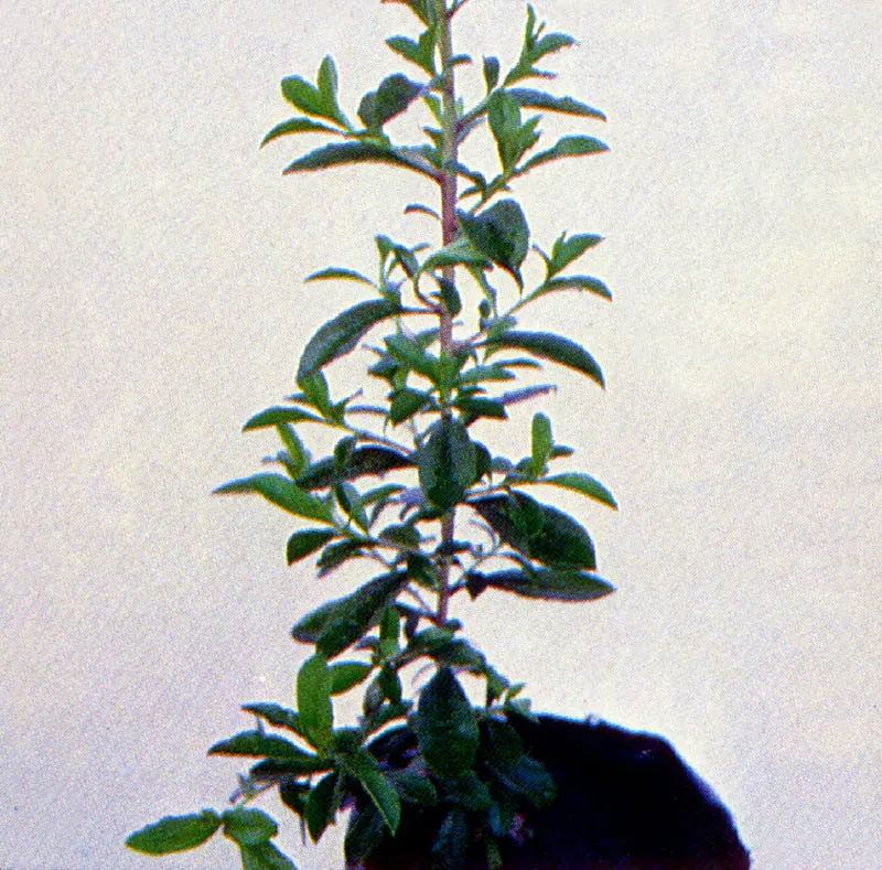 Tibar
(Escallonia  paniculata) 