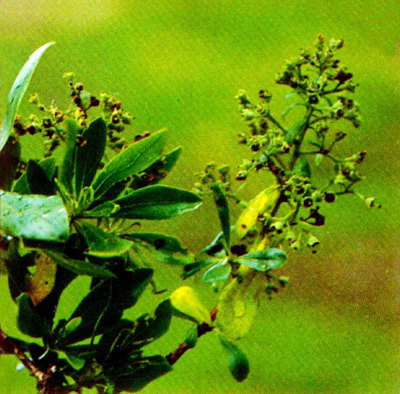 Tibar
(Escallonia  paniculata) 