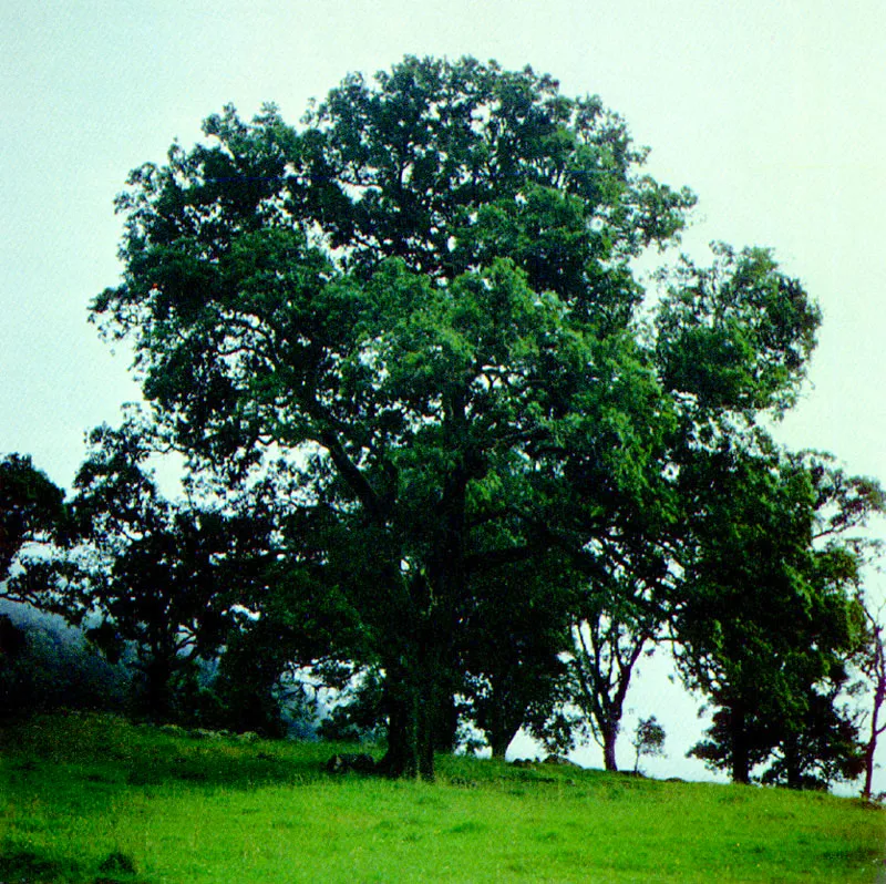 Tibar
(Escallonia  paniculata) 