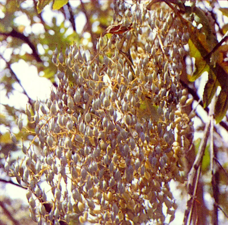 Trompeto
(Bocconia frutescens) 