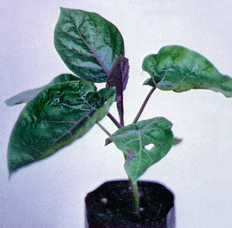 Tomate de rbol
(Cyphomandra betacea) 