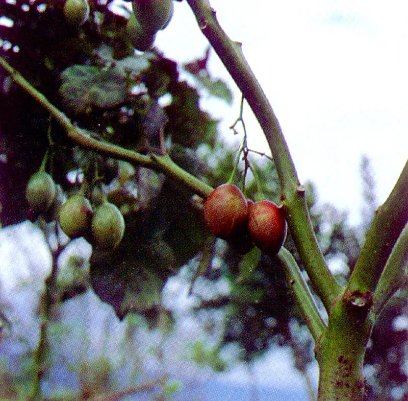 Tomate de rbol
(Cyphomandra betacea) 