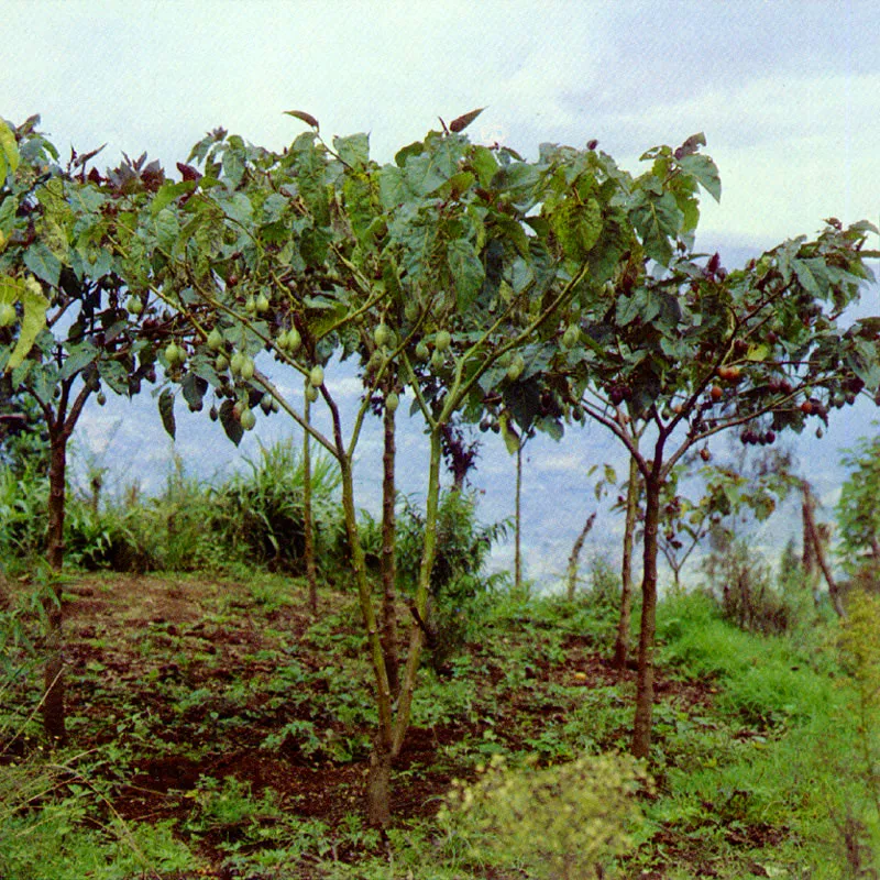 Tomate de rbol
(Cyphomandra betacea) 