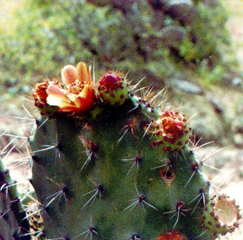 Tuna de La Sabana
(Opuntia shumannii) 