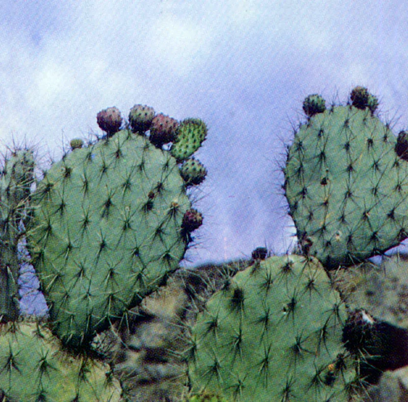 Tuna de La Sabana
(Opuntia shumannii) 