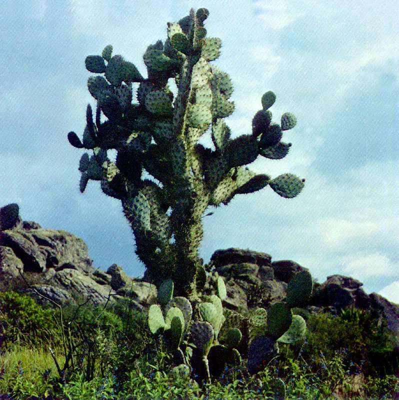 Tuna de La Sabana
(Opuntia shumannii) 