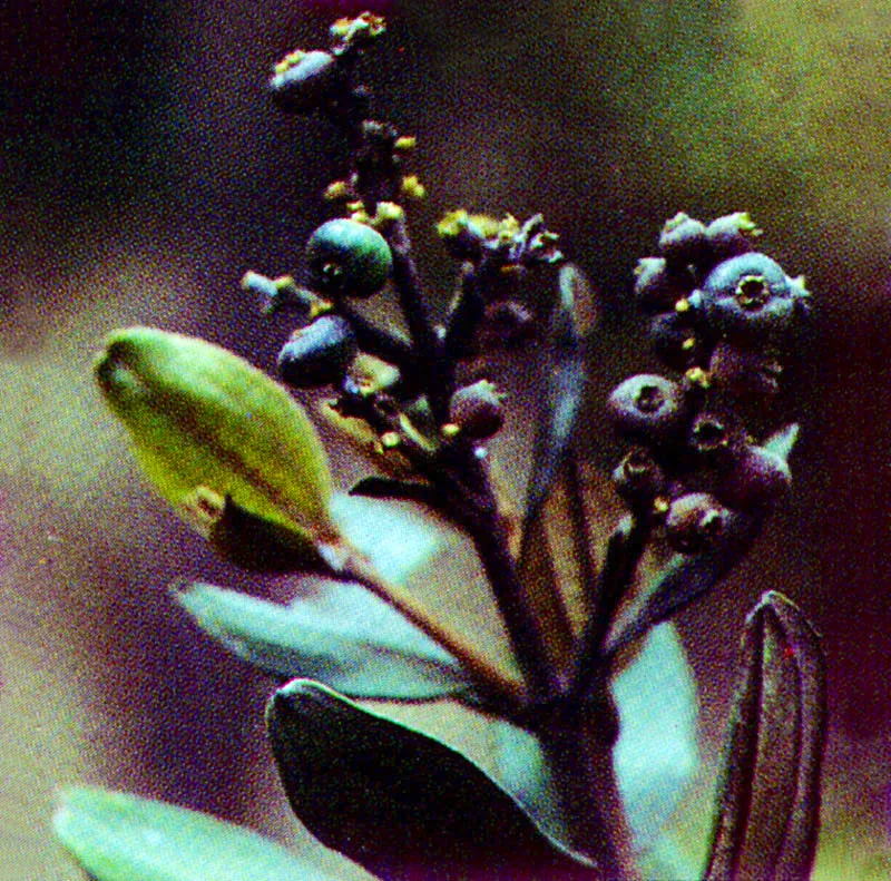 Tuno esmeraldo
(Miconia squamulosa) 