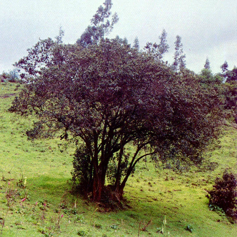 Tuno esmeraldo
(Miconia squamulosa) 