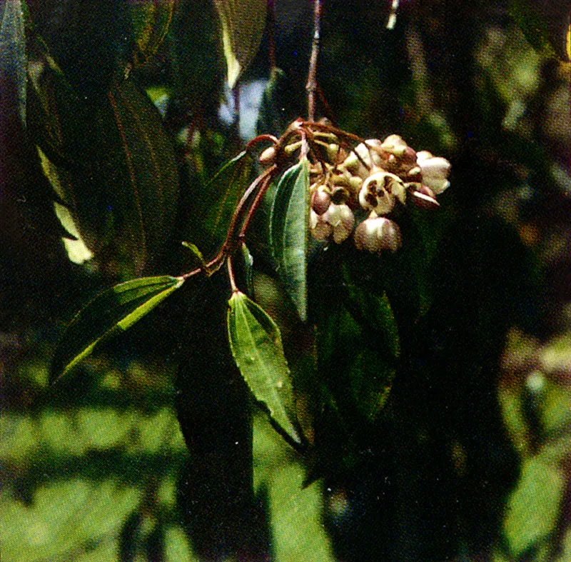 Tuno roso
(Axinaea macrophylla) 