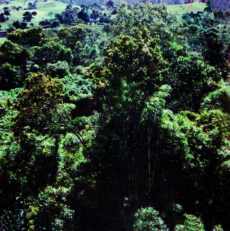 Tuno roso
(Axinaea macrophylla) 