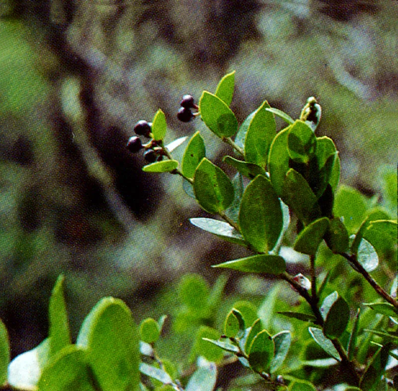 Uva de ans
(Cavendishia cordifolia) 