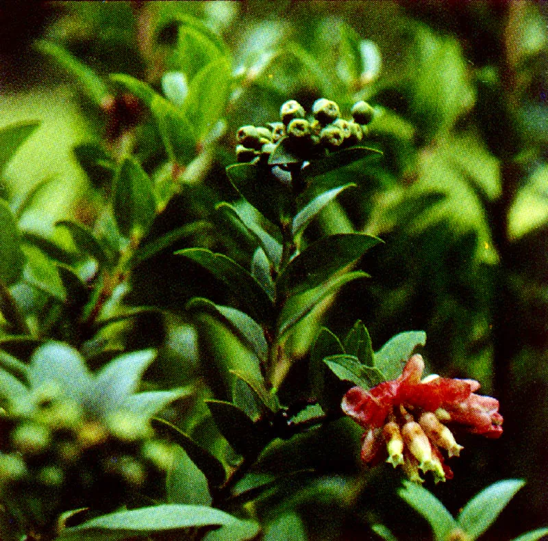 Uva de ans
(Cavendishia cordifolia) 