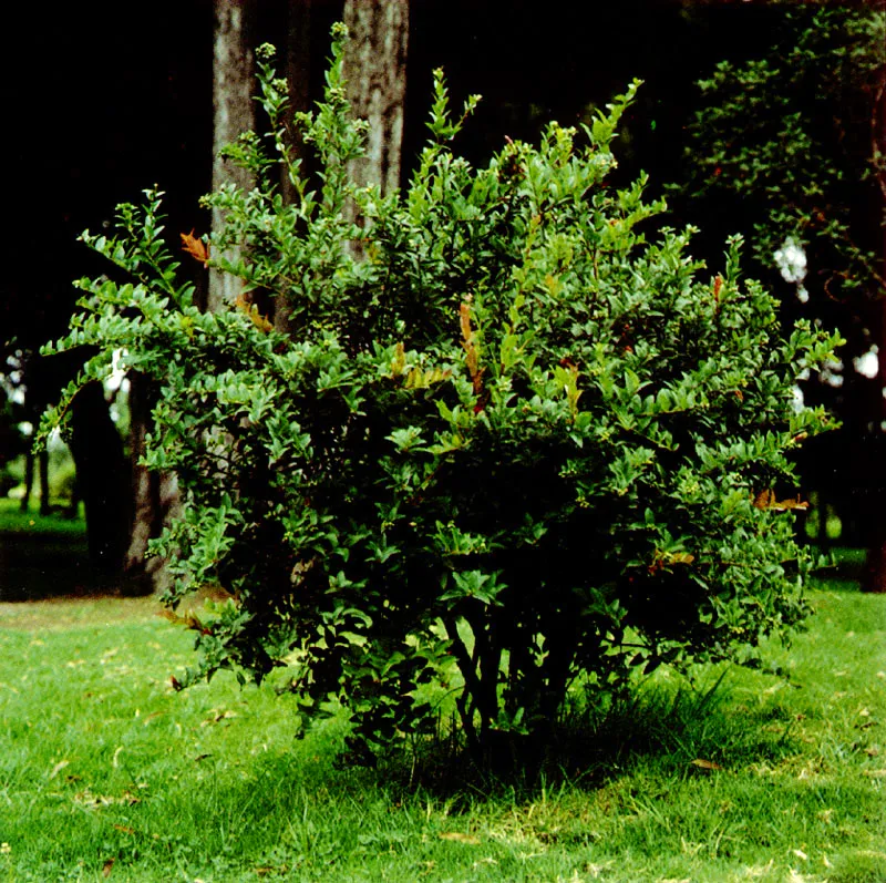 Uva de ans
(Cavendishia cordifolia) 