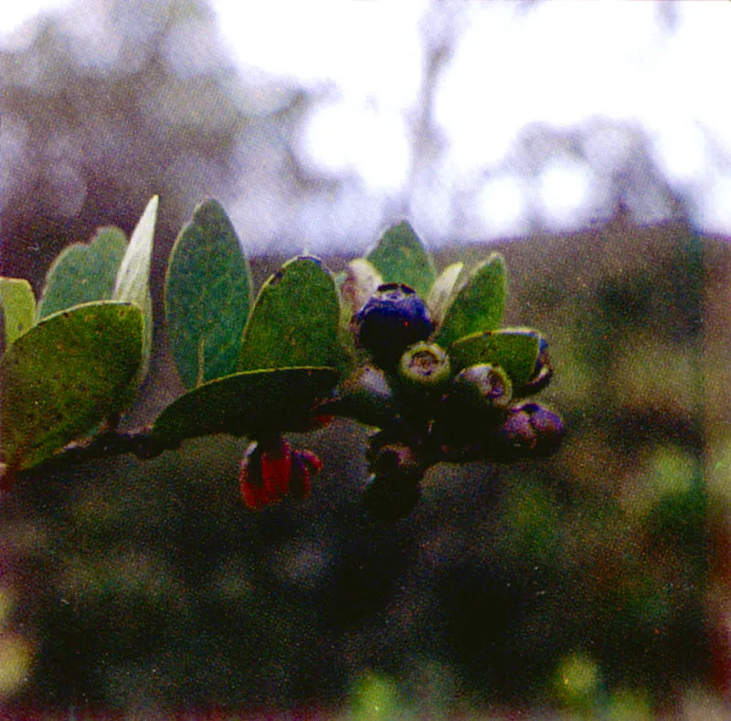 Uva camarona
(Macleania rupestris) 