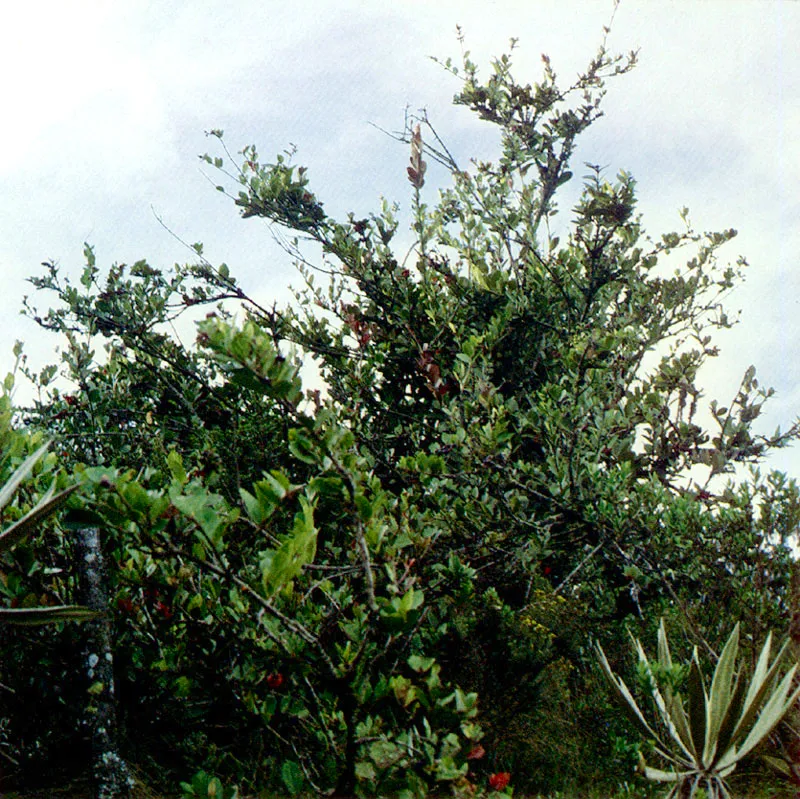 Uva camarona
(Macleania rupestris) 