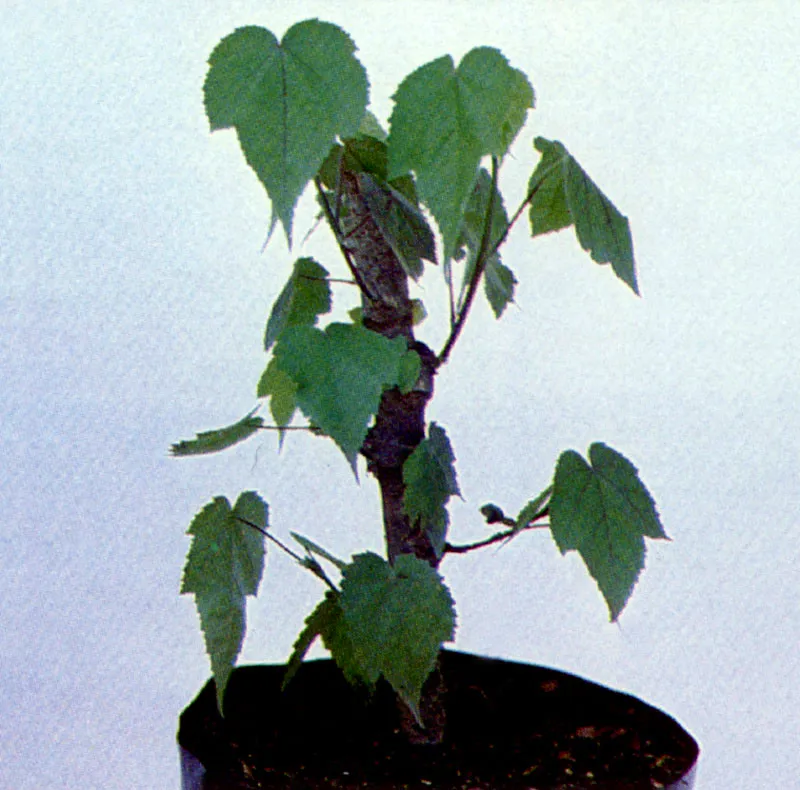 Abutilon
(Abutilon)