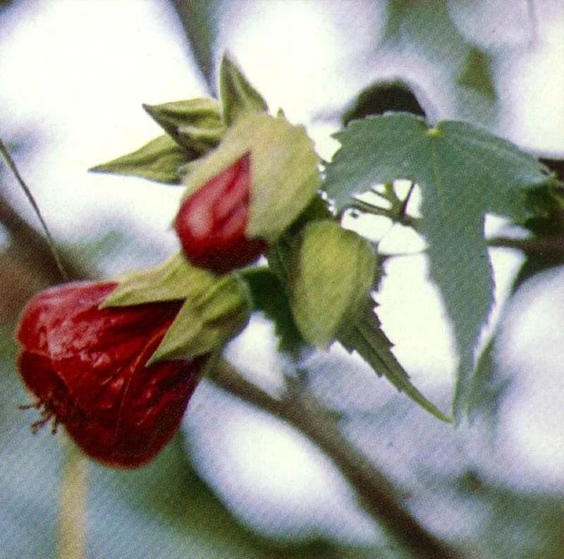 Abutilon 
(Abutilon) 