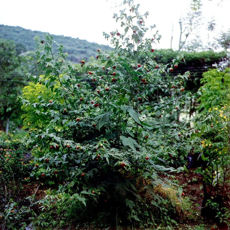 Abutilon 
(Abutilon) 