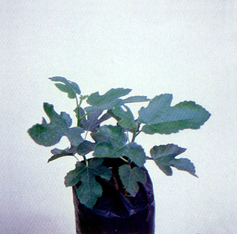 Brevo
(Ficus carica) 