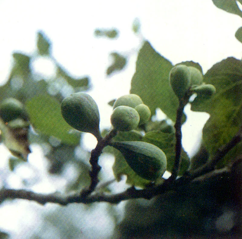 Brevo
(Ficus carica)