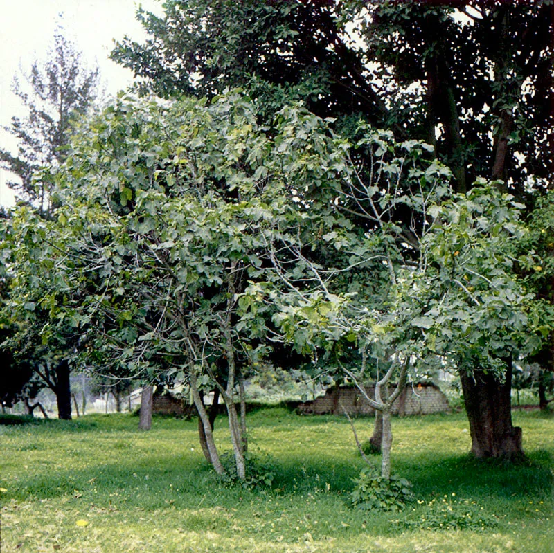 Brevo
(Ficus carica) 