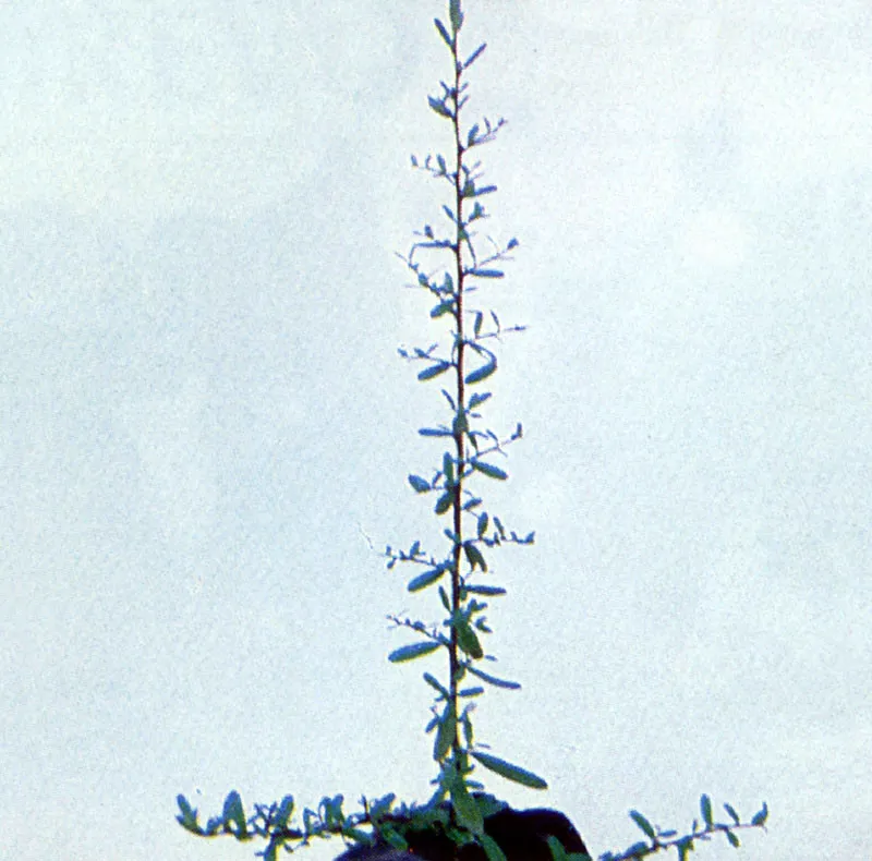 Holly
(Pyracantha coccinea)