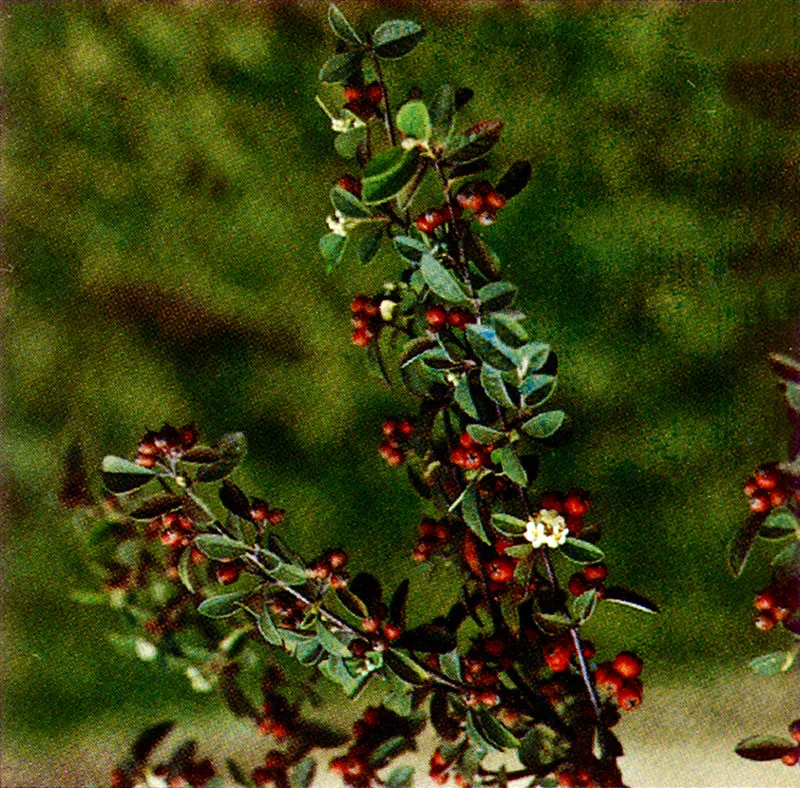 Holly
(Pyracantha coccinea)