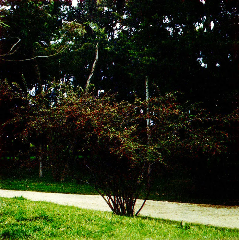 Holly
(Pyracantha coccinea)