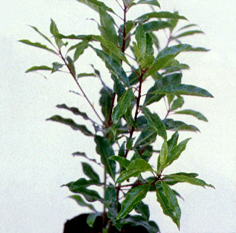 Jazmín del Cabo
(Pittosporum undulatum)