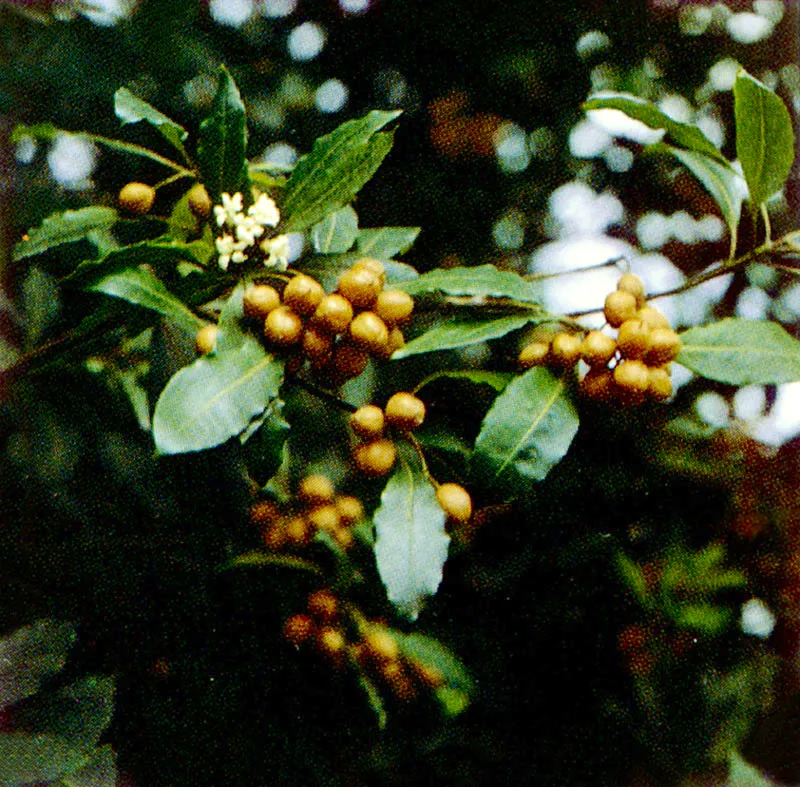 Jazmín del Cabo
(Pittosporum undulatum)