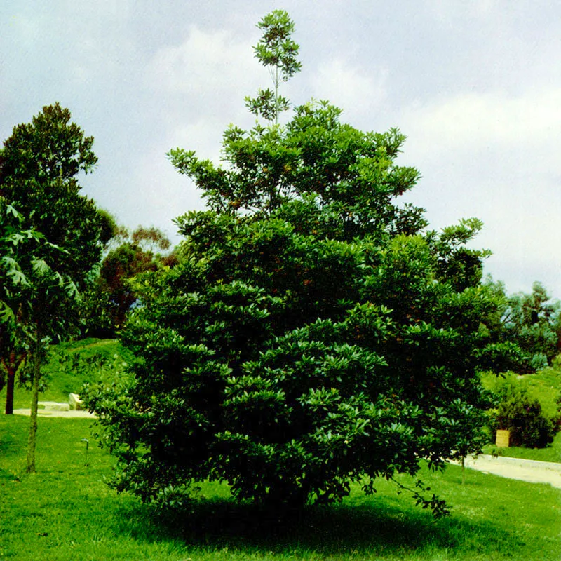 Jazmín del Cabo
(Pittosporum undulatum)