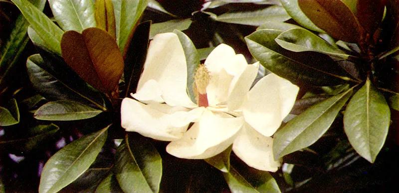 Magnolia
(Magnolia grandiflora) 