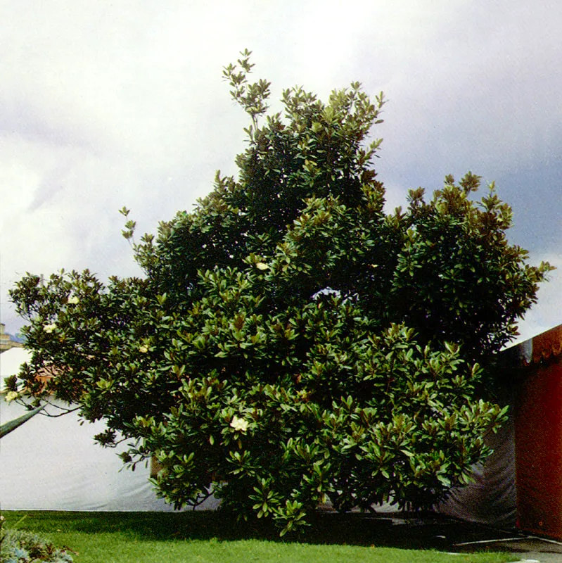 Magnolia
(Magnolia grandiflora) 