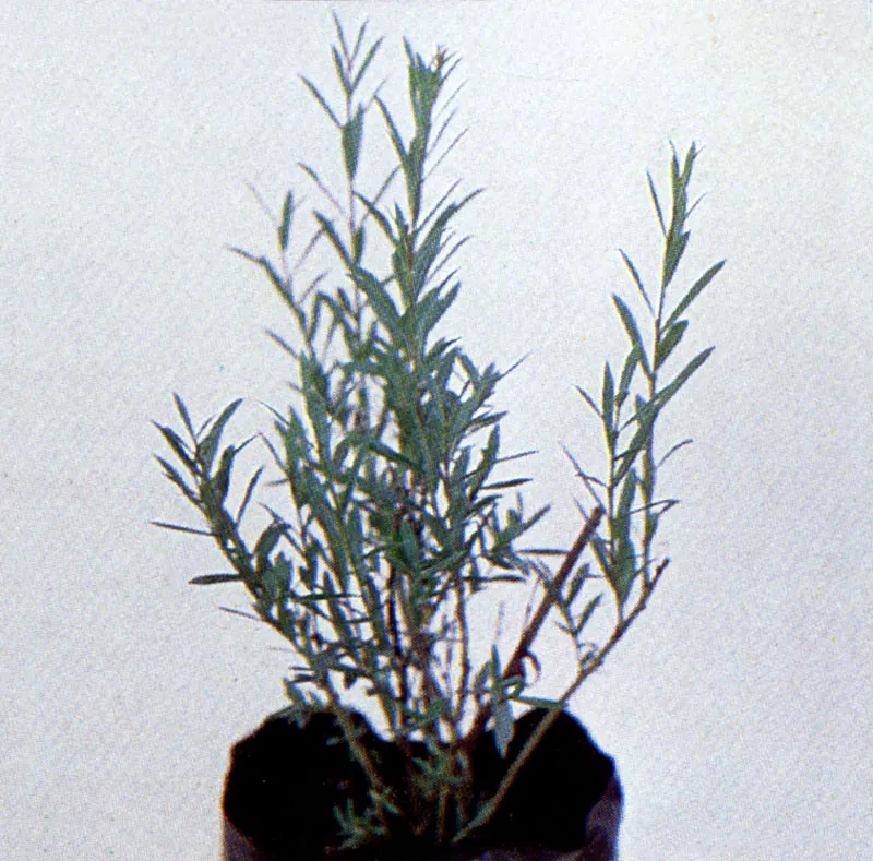 Mimbre
(Salix viminalis)