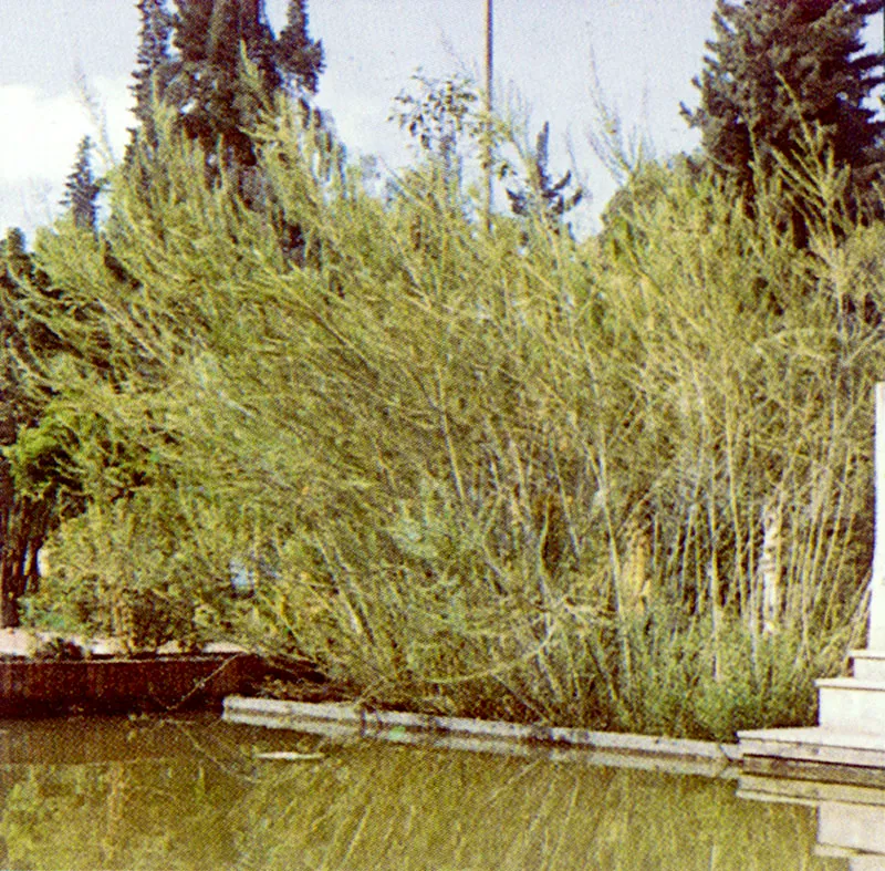 Mimbre
(Salix viminalis)