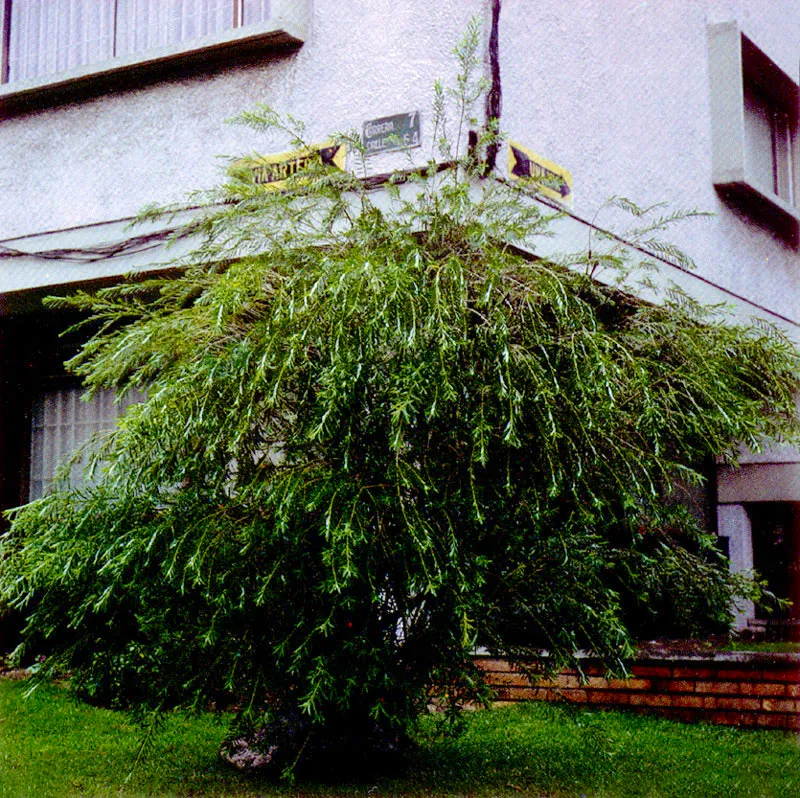 Mimbre
(Salix viminalis)