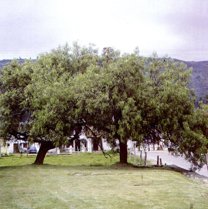 Muelle
(Schinus molle) 