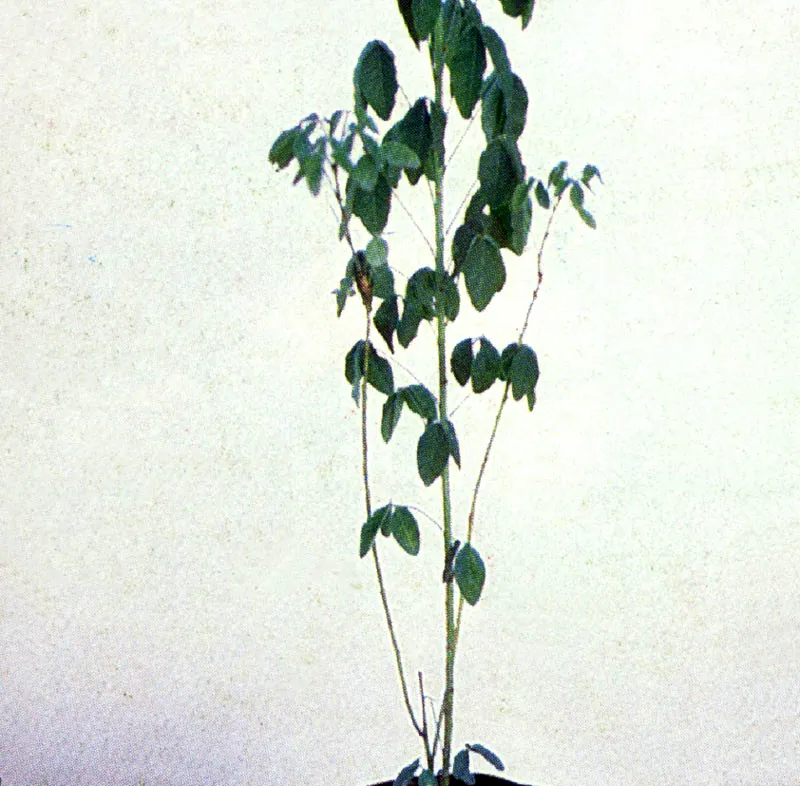 Pajarito
(Crotalaria agatiflora) 